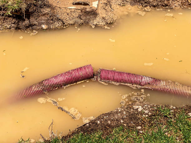 Best Flood damage cleanup  in Fox River Grove, IL